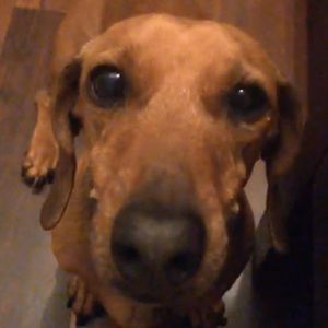 Meet your Posher, Claudia